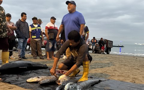 El dorado es una de las especies que escasea en los últimos días producto de la veda, pero es capturado de forma incidental