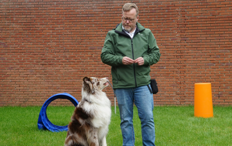 Las clases del Club de Firu combinarán sesiones virtuales y encuentros presenciales para perros y sus tutores.