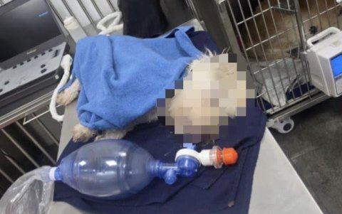 Lukas ingresó a la veterinaria en óptimas condiciones de salud y fue devuelto sin vida.