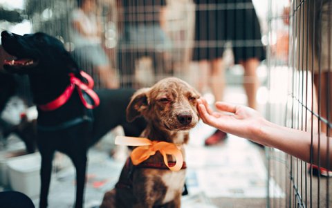 Tres mascotas serán seleccionadas para convertirse en los rostros de los nuevos vehículos municipales que ofrecerán esterilización gratuita en diferentes sectores de Quito.