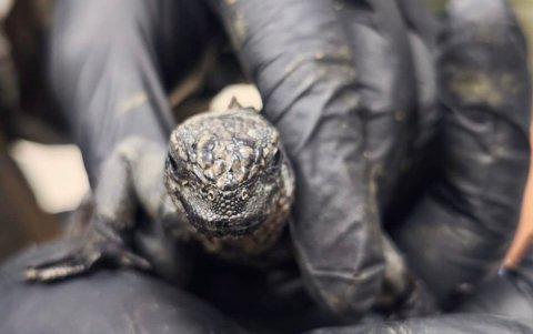 Las 32 iguanas marinas de Galápagos fueron rescatadas en el aeropuerto de Quito cuando presuntamente intentaban sacarlas ilegalmente del país.