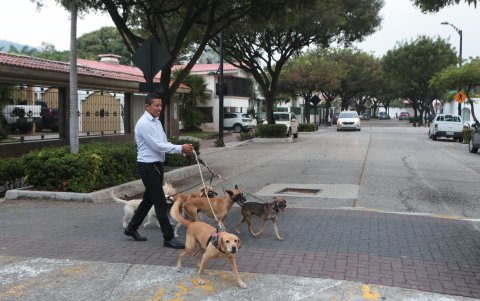 Sus árboles forman corredores verdes en sus principales calles.