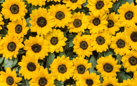 Las flores amarillas se han convertido en una tradición popular cada 21 de septiembre.