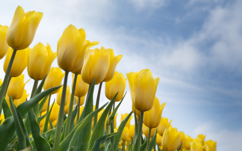 Las flores amarillas son asociadas con amor, amistad, alegría y nuevos comienzos.