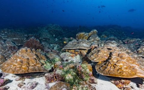Imagen de algunos de los corales estudiados en las islas Galápagos.