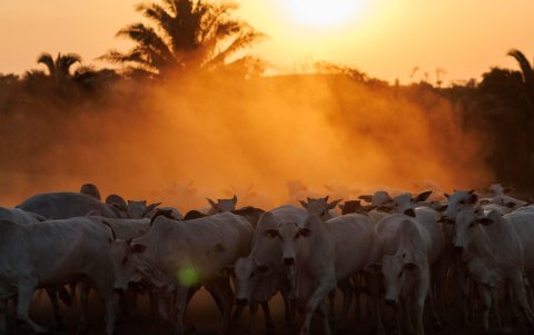 Decenas de cabezas de ganado en São Geraldo do Araguaia, en el estado de Pará (Brasil).