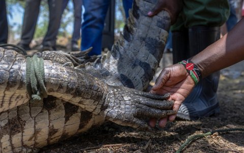El lago Baringo y otros lagos del Valle del Rift de Kenia han alcanzado niveles no vistos en al menos medio siglo, y los científicos atribuyen este aumento con el cambio climático.