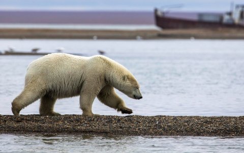 Un oso polar camina por un banco de arena en el Ártico, en una imagen de archivo.