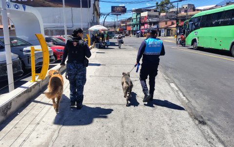 Kratos, un pitbull de ocho meses, encontró un nuevo hogar en el PMO de Cumbayá tras perder a quien estaba a su cuidado.
