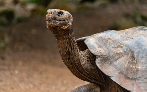 Las nuevas normas buscan regular las visitas y proteger la fauna de Galápagos.