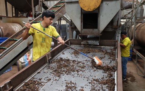 Las larvas de mosca soldado negra son separadas de los residuos orgánicos tras siete días de alimentación para obtener harina de insectos, mientras los residuos se convertirán en abono.
