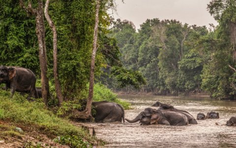 Una manada de elefantes salvajes de Borneo cruzando el río Kinabatangan en Sukau, una pequeña localidad cercana a Sandakan, en el estado de Sabah (isla de Borneo).
