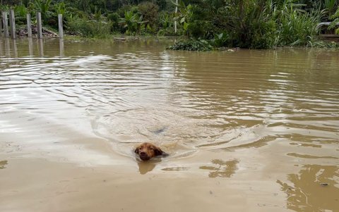 Un perro nada entre las aguas acumuladas por las inundaciones en La Unión, donde las fuertes lluvias han afectado viviendas y zonas productivas.