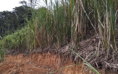 En Pacto, Pichincha, la lluvia desliza la tierra floja y voltea las matas de caña, lo que reduce la producción, aunque esta continúa.