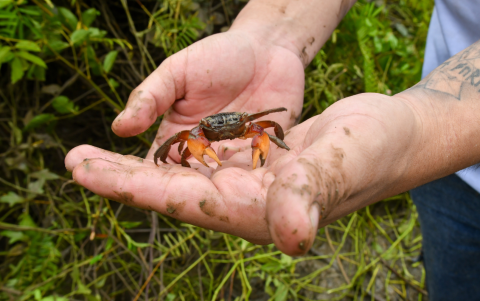 En la isla Santay hay 230 especies registradas: 117 de aves, 32 de reptiles y anfibios, 71 de polinizadores, seis de mamíferos medianos y grandes, y tres de murciélagos.