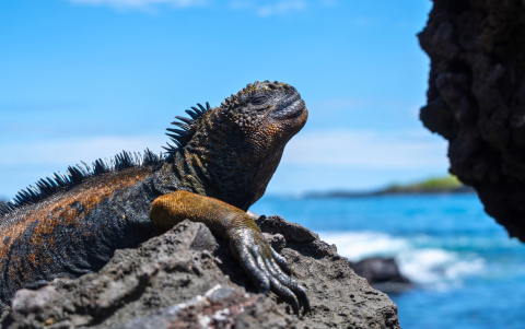 La iguana marina, una especie endémica de Galápagos que podría sufrir las consecuencias de El Niño.