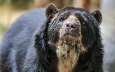 El oso de anteojos es el único oso nativo de Sudamérica y una de las especies emblemáticas de los bosques del noroccidente de Pichincha.