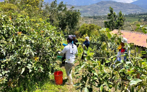 Recolección de aguacate en 2025, con floración pareja. Este año, la sequía adelantó la maduración en algunas fincas.