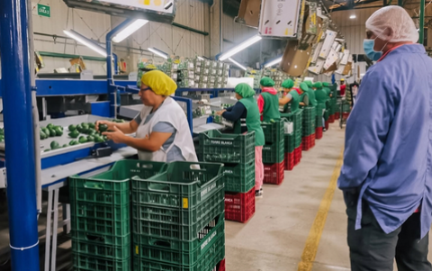 Los producción de Carchi, Imbabura y Pichincha concentran la oferta exportable de aguacate Hass del país.