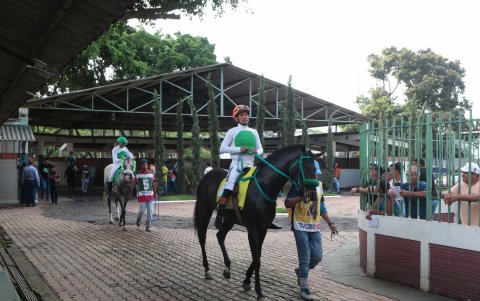 Los jockeys también deben cumplir condiciones de peso para competir. Cada caballo participa en una sola carrera durante la jornada.
