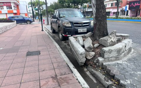 En la  Víctor Emilio Estrada se observan raíces de árboles que dañan aceras y calzadas.