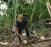 Labor.- El trabajo en un cultivo de caña de azúcar.
