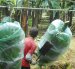 Una hacienda con cultivos de banano en Ecuador.