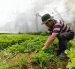 Un agricultor hace labores en su cultivo.