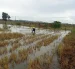 Un cultivo de arroz en Salitre que está inundado por las lluvias de junio de 2026
