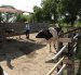 Las zonas ganaderas de la cuenca baja del Guayas se preparan para un escenario de inundaciones asociado a El Niño.