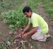 En fincas de la costa ecuatoriana, algunos productores llevan décadas aplicando bioinsumos a base de microorganismos en cultivos.