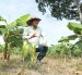 Colimes. Ingeniero agrónomo apuesta por un sistema agroforestal de cacao y plátano sobre un suelo antes destinado a la ganadería, un modelo acorde a las exigencias de la EUDR.