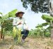 Colimes. Ingeniero agrónomo apuesta por un sistema agroforestal de cacao y plátano sobre un suelo antes destinado a la ganadería, un modelo acorde a las exigencias de la EUDR.