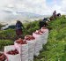 Agricultores ya cosechan la variedad de papa INIAP-Cañari en Azuay, Cañar y Loja.