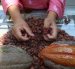 Entre los productos agrícolas ofertados en el catálogo "Del Productor a Tus Manos" está el cacao.
