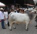 Exhibición de ejemplares de ganado durante la inauguración de la AgroExpo 2026
