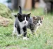 El Día Internacional del Gato promueve la adopción responsable, el bienestar felino y la protección de los gatos que viven en situación de calle en todo el mundo.