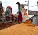 La compra de maíz que realizan las industrias en Ecuador.