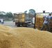 La industria de Ecuador lista para comprar la nueva cosecha de maíz.