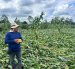 Uno de los cultivos afectados por los fuertes vientos que tumbaron las plantas de maíz, en la provincia de Los Ríos.