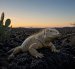 Ilustración referencial de la iguana terrestre adulta (Conolophus pallidus).