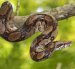 Imagen referencial de la especie de la serpiente observada desplazándose sobre los techos de la Bahía de Pedro Carbo, en Guayas.
