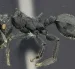 La Cephalotes sacha es una de las dos nuevas especies de hormigas tortuga descritas en Ecuador. Vive en los bosques de la Amazonía. Foto: Cortesía INABIO.
