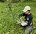 Técnicos del Jardín Botánico Padre Julio Marrero recolectaron muestras siguiendo un protocolo de la red internacional de jardines botánicos y se enviaron a laboratorios en España.