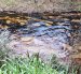 El crudo desciende por el río Cupa, en Quinindé, mientras avanzan los trabajos para contener la contaminación y evitar que se extienda a otros sectores.