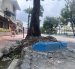 Las raíces de los árboles deterioran las aceras de Urdesa.