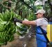 Experimentos. Bananeras de Mariscal Sucre llegan a aplicar hasta diez ciclos de fumigación con los nuevos productos. Allí hay fincas que se han reconvertido con buen resultado en producción.