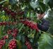 Fruto. El café que está listo para la cosecha en la finca Vilcaroma Coffee.