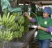 AME3005. PASAJE (ECUADOR), 30/10/2024.- Fotografía del 23 de octubre de 2024 de una trabajadora lavando bananos en la Hacienda Celia María, que produce banano orgánico en el cantón (municipio) de Pasaje, de la provincia de El Oro (Ecuador). Con más de 3.500 millones de dólares en exportaciones el pasado año, la industria del banano de Ecuador es uno los principales motores de la economía del país y tiene listo un plan para protegerse contra la ola de criminalidad que azota fuertemente al territorio ecuatoriano y que pone en riesgo su producción bananera. EFE / Mauricio Torres