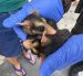 Especies fueron rescatadas por la Policía.,